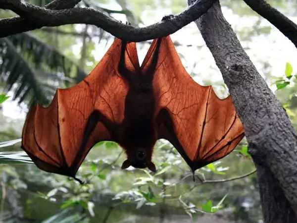 Tajemniczy nocni lotnicy: Fascynujący świat nietoperzy