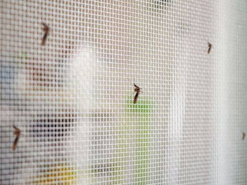 Insekty w domu: Pozbywanie się ich i zapobieganie im